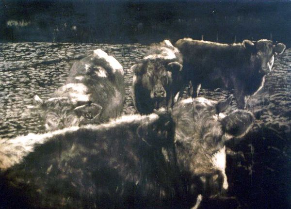 charolaises en hiver