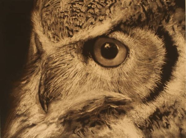 Peinture de chouette.