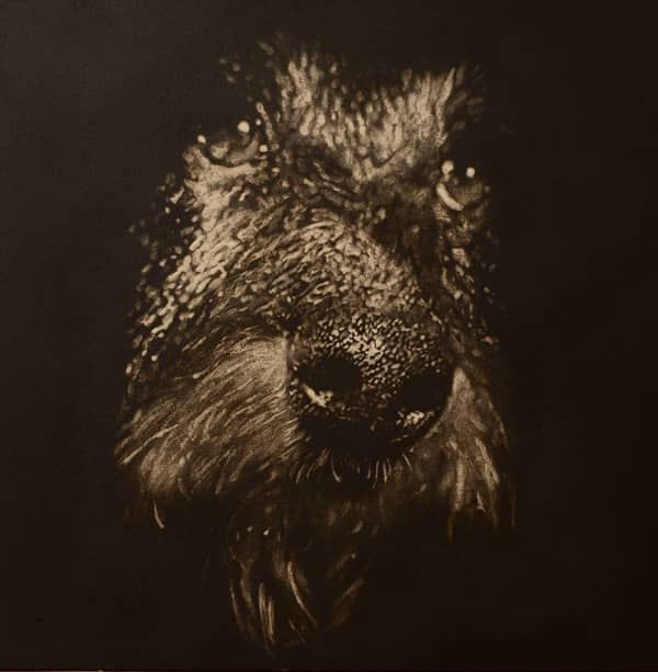 Portrait de teckel en noir et blanc.