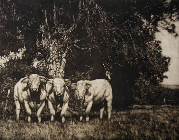 Peinture de veaux en noir et blanc.