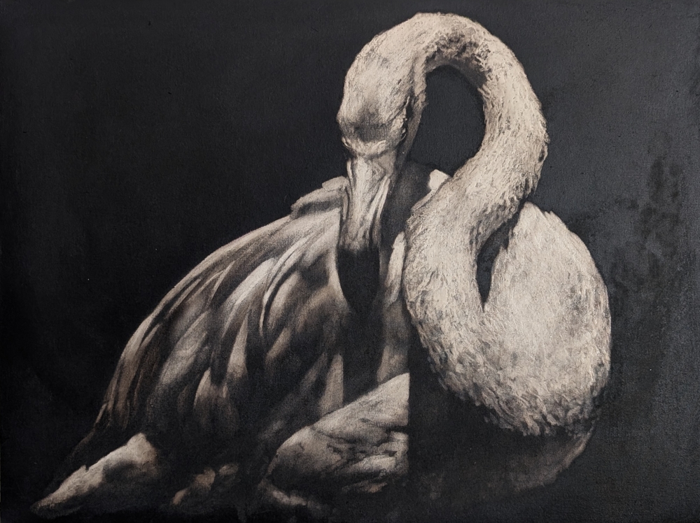 flamant