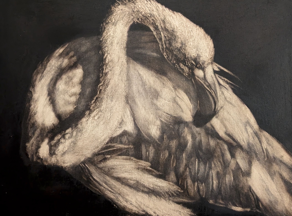 Flamant2